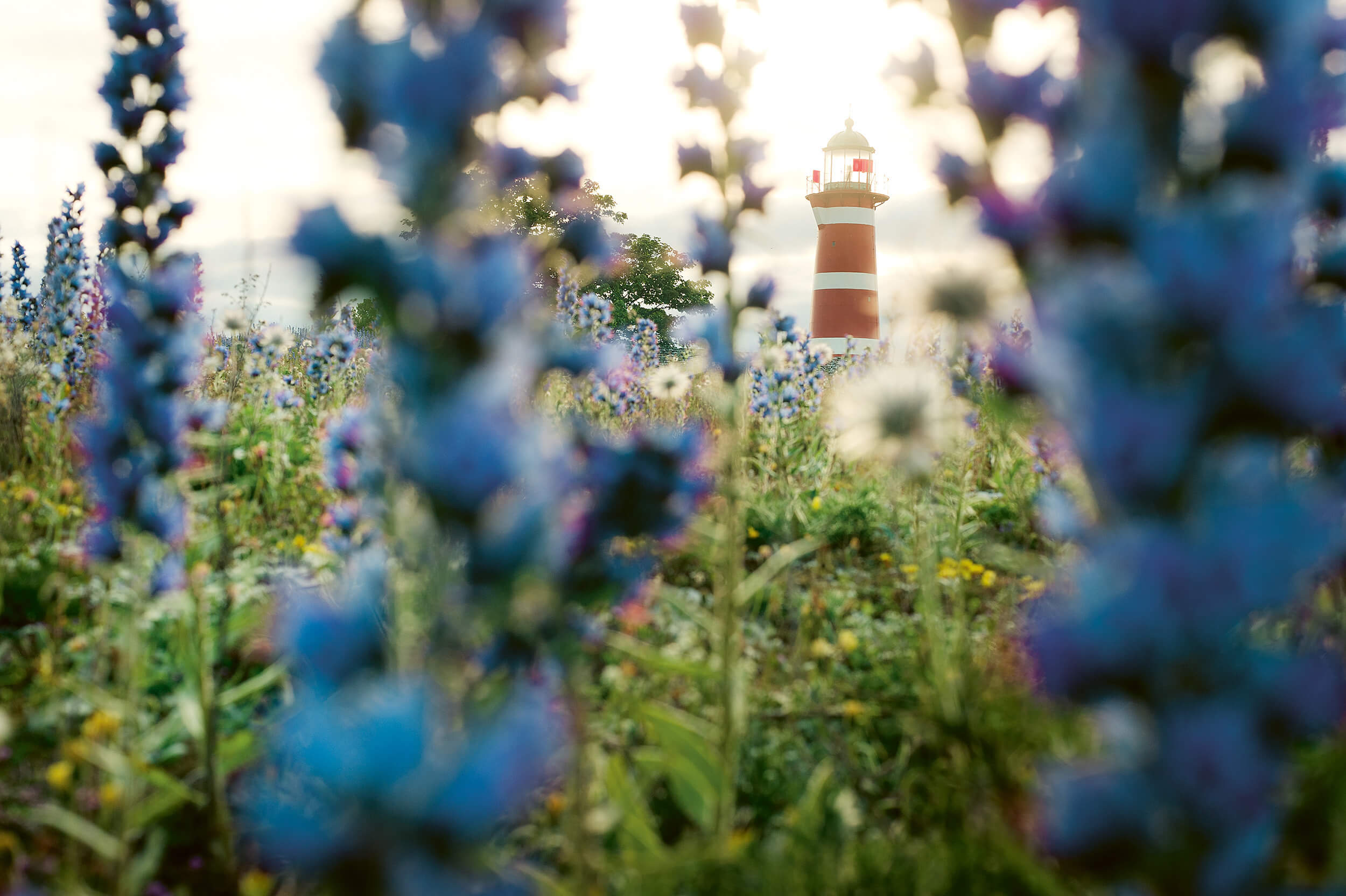 En röd- och vitrandig fyr står i bakgrunden, mjukt upplyst av solljus, med höga vildblommor i nyanser av blått och lila i den suddiga förgrunden.