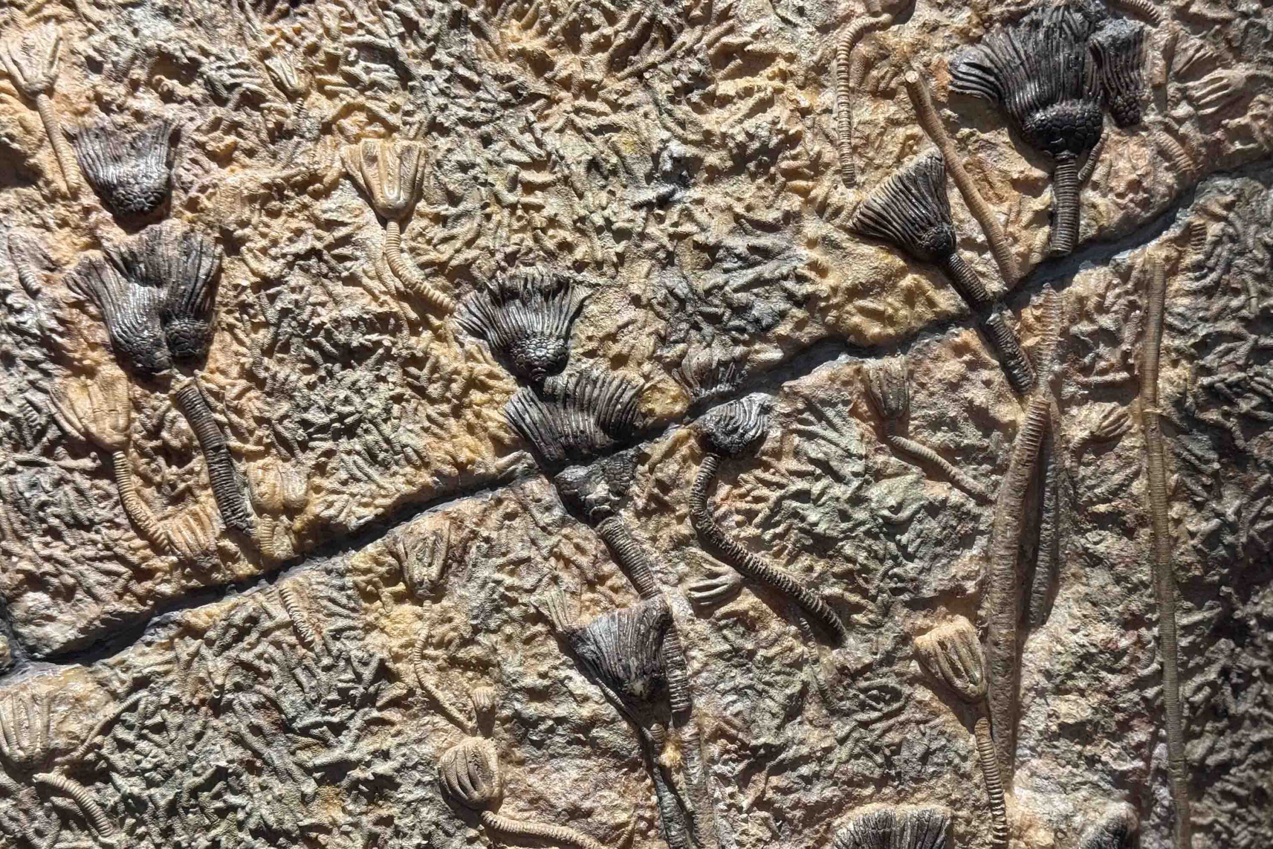 Fossiliserade krinoider inbäddade i en texturerad brun bergyta, med detaljerade stjälkar och blomliknande toppar synliga i olika orienteringar. En framträdande spricka löper diagonalt över stenen.