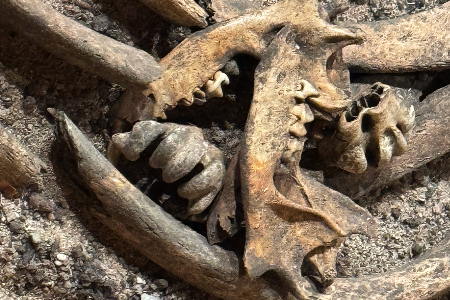 Närbild av fossiliserade djurskallar och käkar, med synliga tänder, delvis inbäddade i jord och omgivna av andra ben.