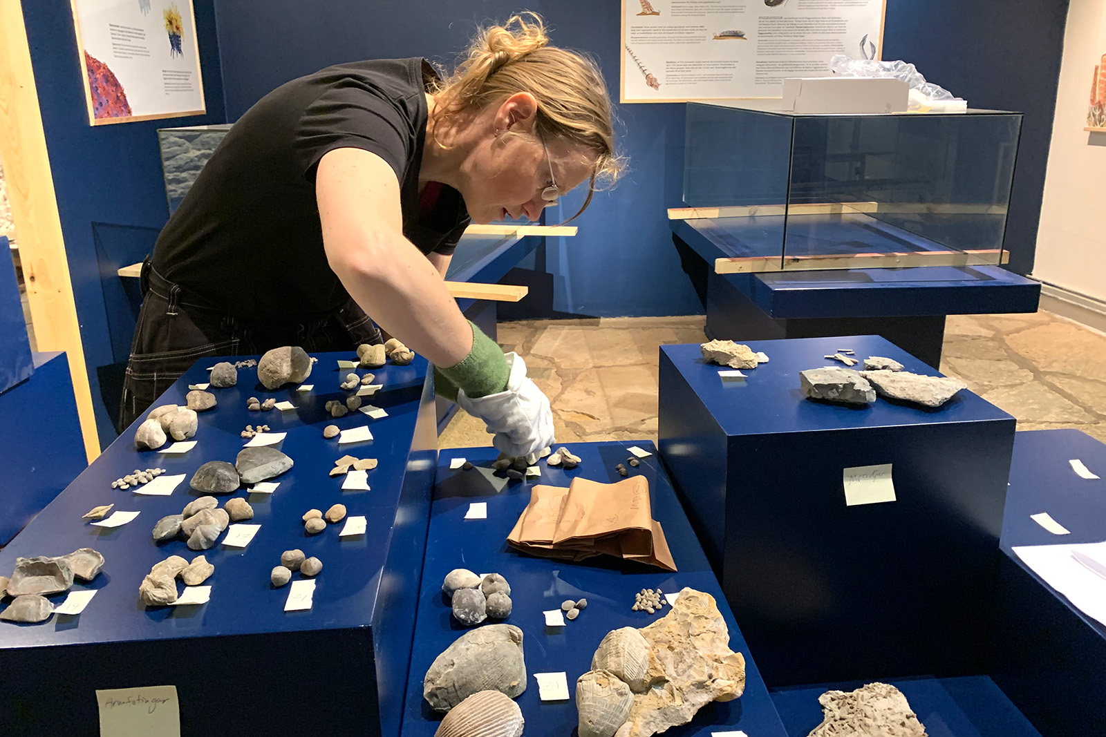 En person med handskar arrangerar stenar och fossiler på blå skyltbord i en museiutställning, med informationstavlor och tomma glasmontrar i bakgrunden.