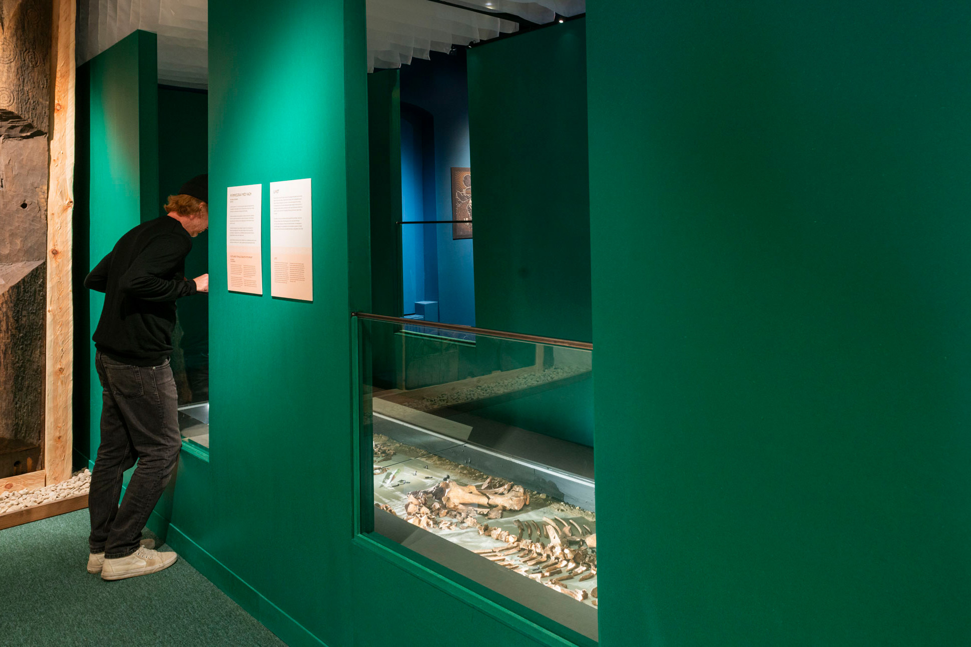 En man tittar in i en museimonter. Gröna väggar. Ett skelett i montern.