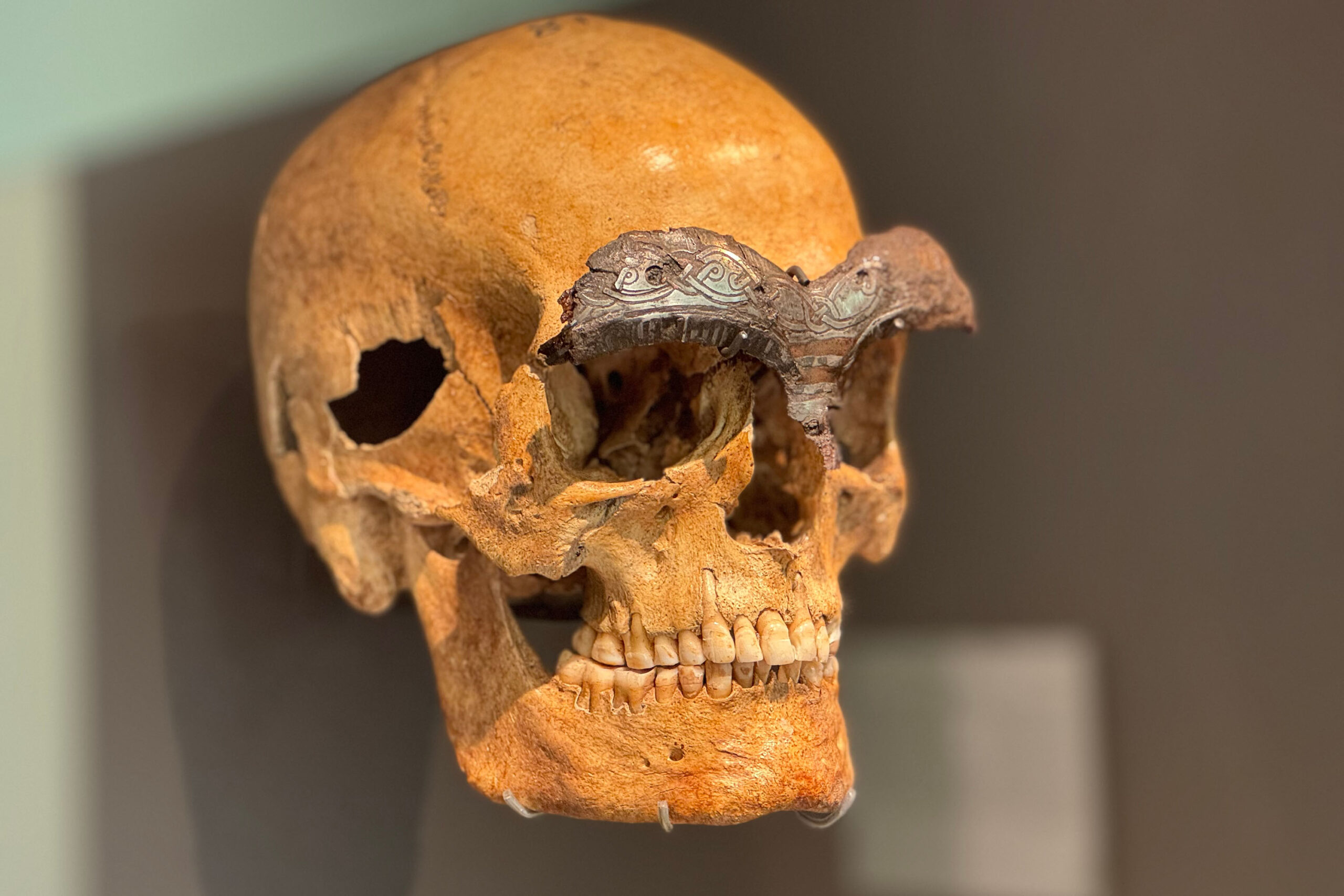 Skelett i monter på ett museum. Den har ett skydd ovanför ögonen. Skyddet är i silver och dekorerat.