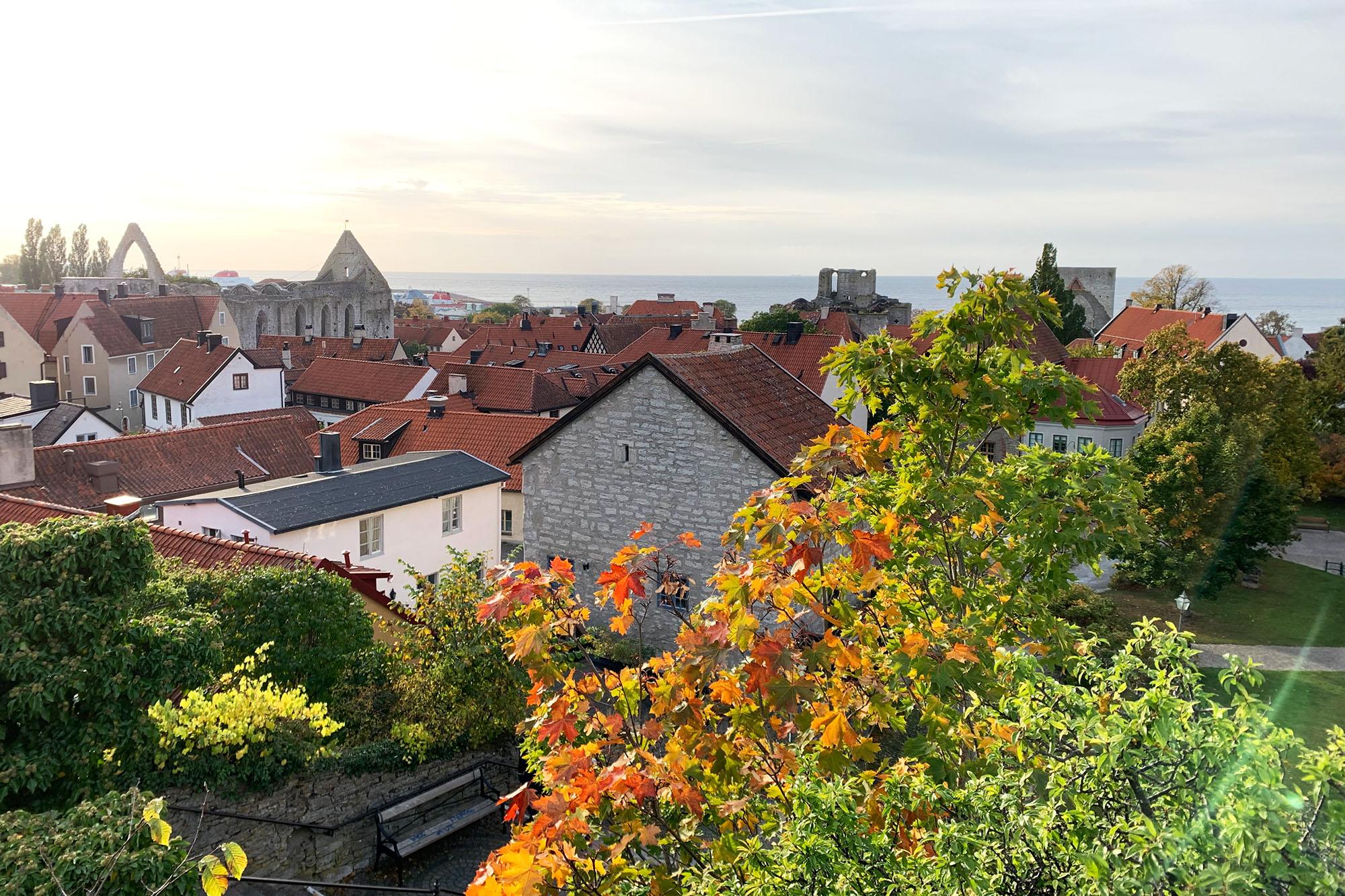 Visby. Träd med höstfärger. Vy över staden. Havet i bakgrunden. Kalkstenshus.