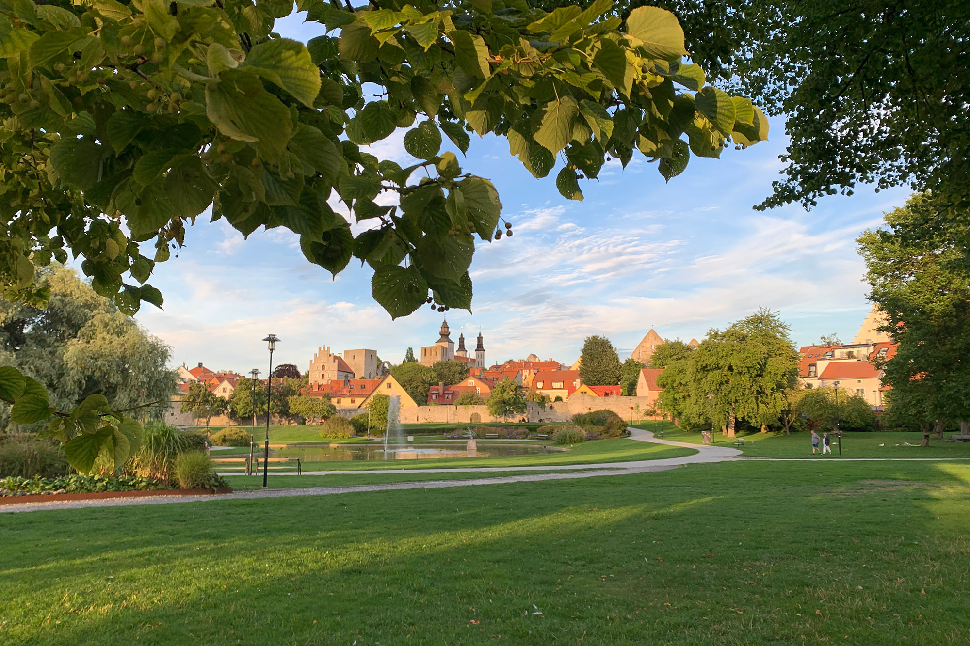 Visby. Parken Almedalen. Mycket grönska. Ett träd i förgrunden och hus i bakgrunden.