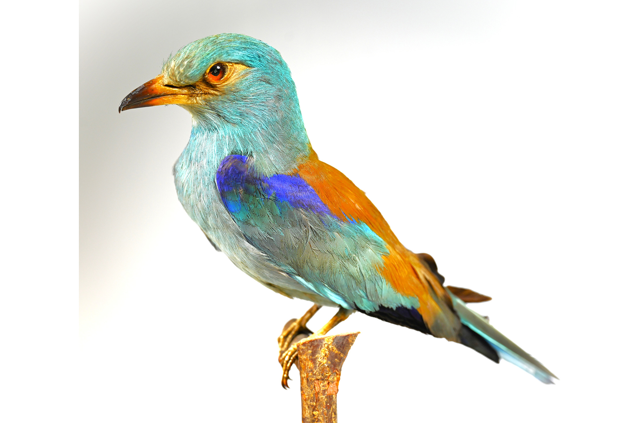 En uppstoppad fågel. Blåkråka.