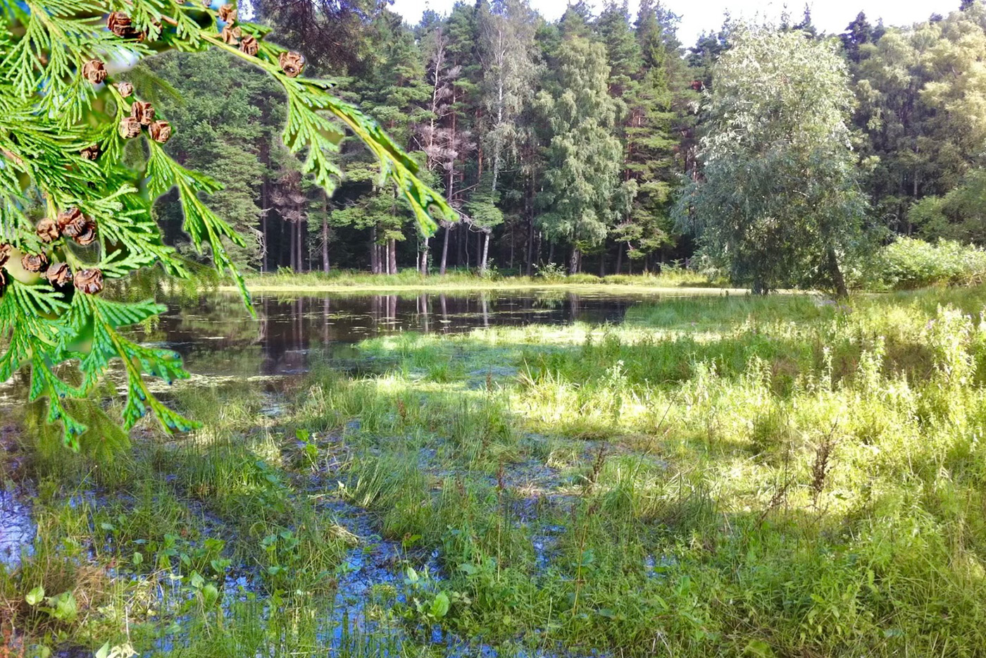 Träd och en damm på sommaren.